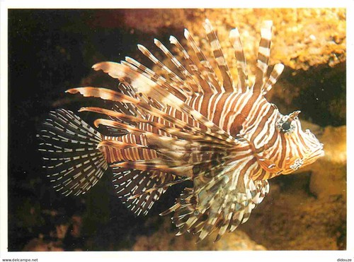 Carte postale animaux - carte,