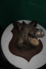 tête de sanglier naturalisé