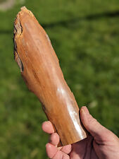 Mammouth, 23cm, Ebeniste