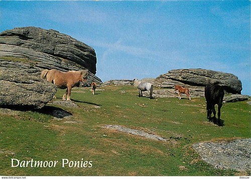 Carte postale animaux - carte,