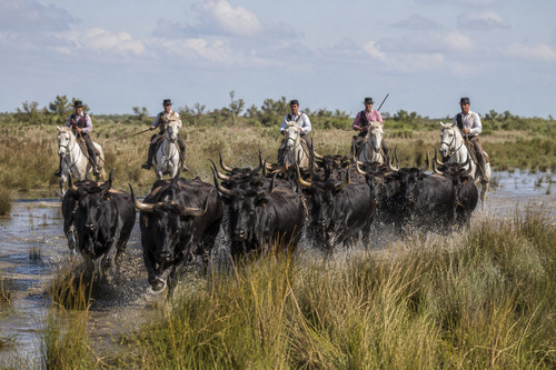 Photo camargue troupeau - photo, –