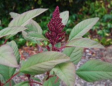 Lotus Purple Amaranth - 100+ graines - RENDEMENT et BELLE ! Am 013