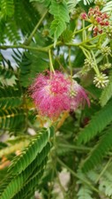 Albizia julibrissin OMBRELLA®