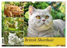 Le British Shorthair. Douce dignité et bonheur des chats dans la verdure (Calend