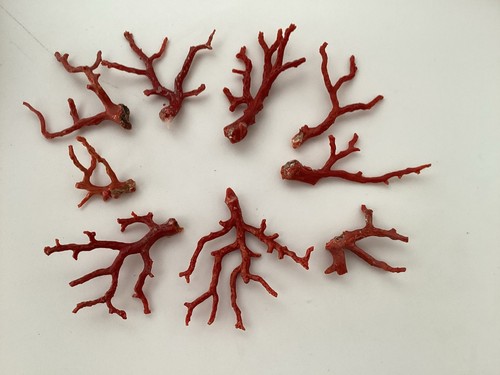 Lot branches corail de - branches,
