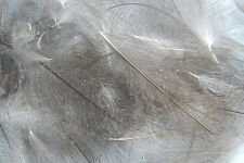 6g Plumes de Cul de Canard