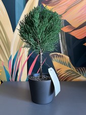 Pot De Cyprès 🌲 Stabilisé