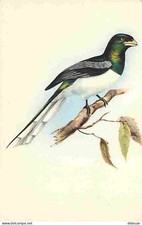 Animaux - Oiseaux - Trogon Gigas - Dessin de John Gould - Carte Neuve - CPM - Vo