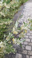 Elaeagnus umbellata