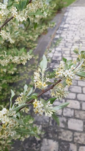Elaeagnus umbellata