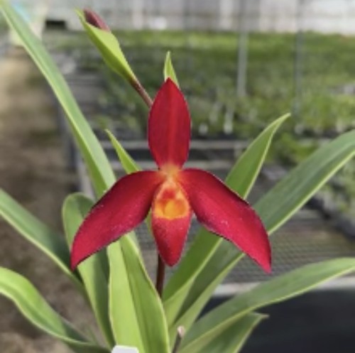 Phragmipedium red angels - phragmipedium,