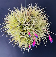 Boule Tillandsia Aerenthos 25/30Cmn En fleur Œillet de l’air SUPERBE ÉTAT.1