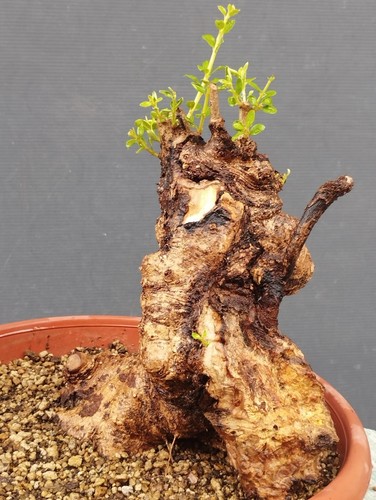 Bonsaï olivier 20 - 20, cm