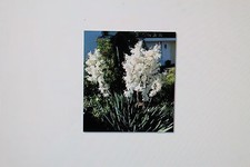 5 Graines Yucca Filamentosa