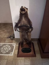 blaireau ancien Empaillé