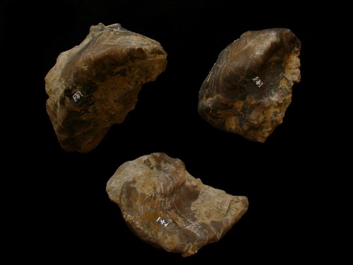 Huitres hauterivien lot - :,