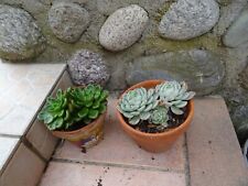  pot 15cm plante grasse au