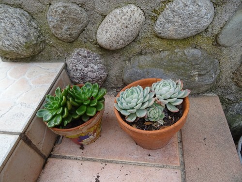 Pot 15cm plante grasse au - 15cm,