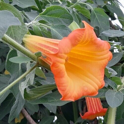 Orange angel trumpet - trumpet,