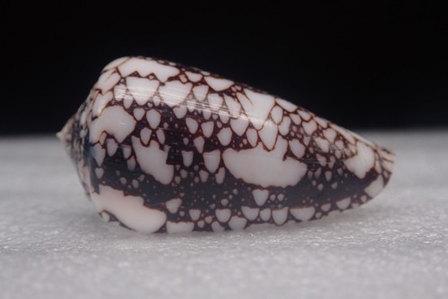 Conus - 01,