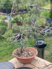 Nanban Pot round unglazed stoneware 32,3x9cm with yamadori scotts pine 80cm