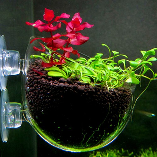 Ventouse aquarium pour - pour, plantes