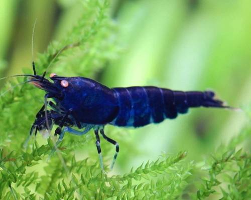 Lot crevettes - de, 10