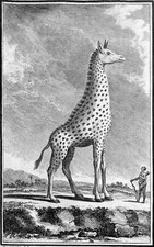 LA GIRAFFE - Gravure ancienne