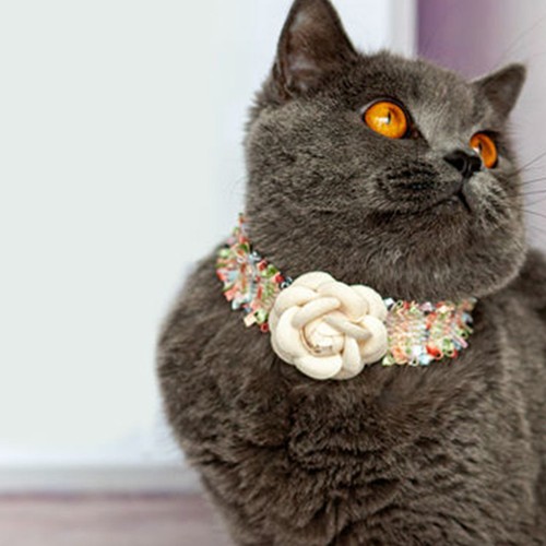 Collerette pour chat collier - collerette,