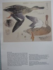 Magnifique Impression D'Oiseau Tunnicliffe ~ Canard Siffleur Femelle