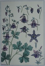 MP VERNEUIL 1896 La Plante