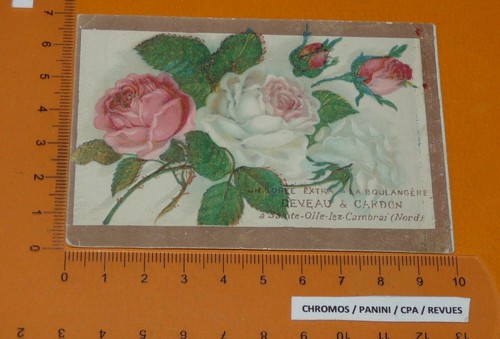 Chromo 1900 1910 chicoree - a, la