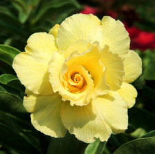 4 graines de Rose du désert