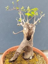 Pré bonsaï acier - pré-bonsaï,