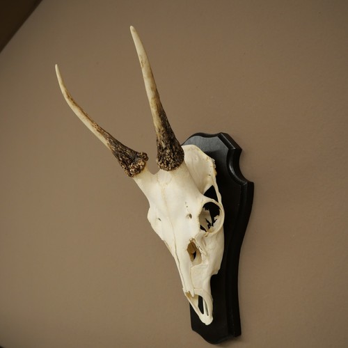 Damhirsch bois cerf sur - de,
