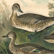 1896 Grande lithographie Canards Sarcelle d'été d'hiver oiseaux Ornithologie
