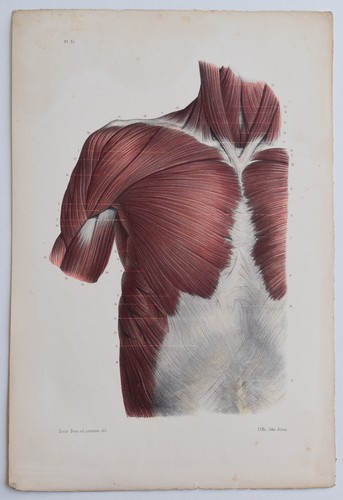 Anatomie myologie région - anatomie,