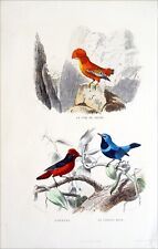 ANIMAUX SAUVAGES (OISEAUX)