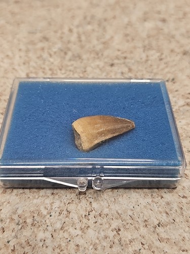 Boxed fossil mosasaur - fossil,
