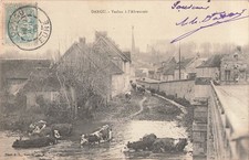 27. Dangu. Vaches à