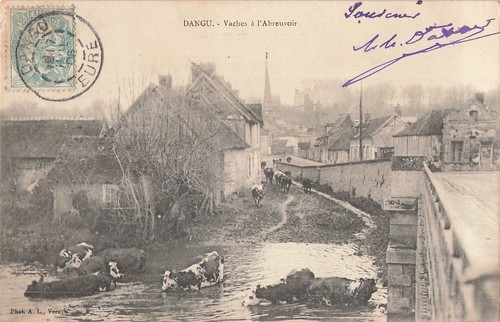 Dangu vaches à - vaches,