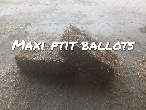 Petit ballot paille - ballot,