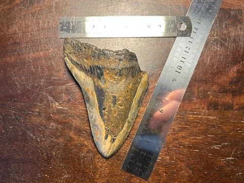 Dent megalodon fossile 100%