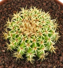 Echinocactus grusonii form