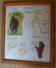 Carte affiche scolaire Rossignol le singe , le chat + CADRE . Port colissimo