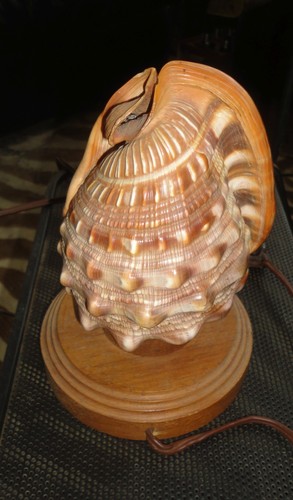 Lampe veilleuse coquillage - lampe,
