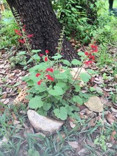 Salvia Roemeriana (10 Seeds/ Graines) 