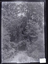 Forêt Sous-Bois Photo NEGATIVE c1920 Plaque Vintage V46L7n
