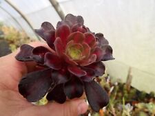 Aeonium kilimanjaro big lovely