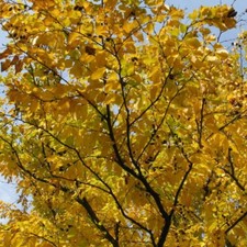 7 Graines Betula Lenta, Bouleau cerisier